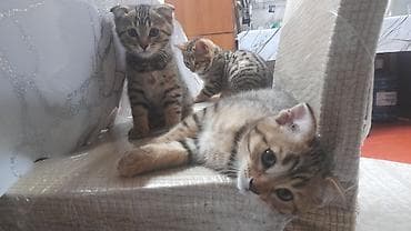 Животные: Скотиш Страйт (Шотландская прямоухая), 2 месяца, Девочка, Приучена к лотку — 8