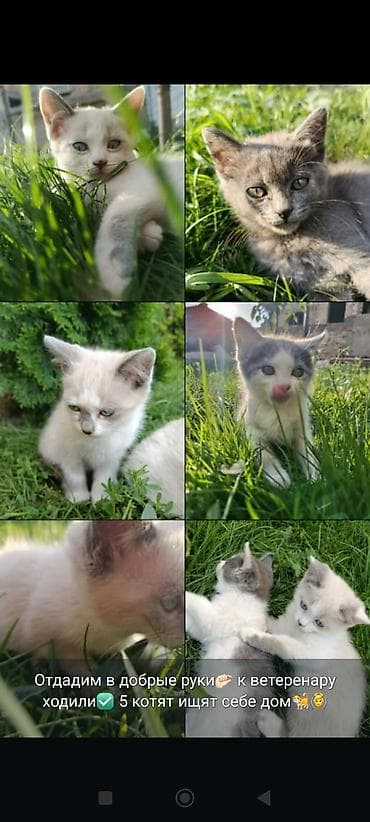 Мышыктар: 🐱 Отдаем котят в добрые руки 🐱 Ищем любящих и ответственных хозяев — 1