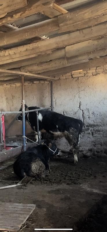 Продаю | Бык (самец) | Голштин | Для разведения | Привязанные