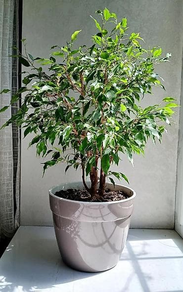 фикусы: ФИКУС Продаю ФИКУСЫ по 350 сом 🌿 В каждом стаканчике по 3–6 веточек — 2