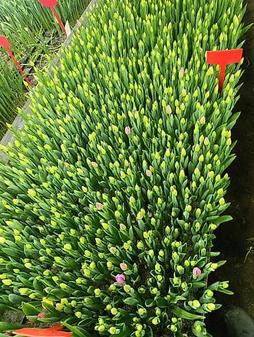 цветок молочай: Букеты из тюльпанов в крафтовой упаковке.за 1 штуку свежие с грядки — 10