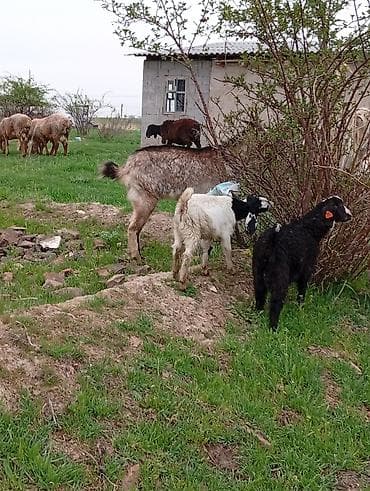 дойный козы: Продаю | Коза (самка) | Для молока — 5