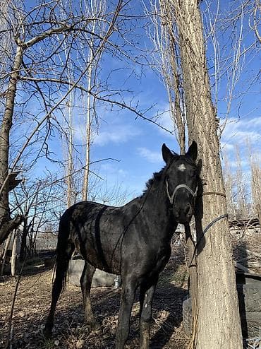 телята токмок: Продаю | Жеребец | Рабочий — 4