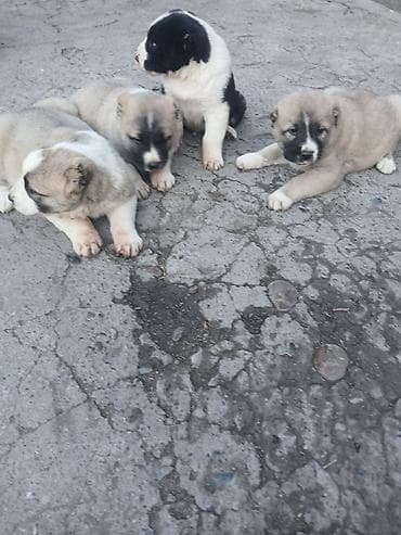 Услуги ветеринара: Щенки Алабай Две большие по 8000 остальные по 6000?рас: палевый с — 8