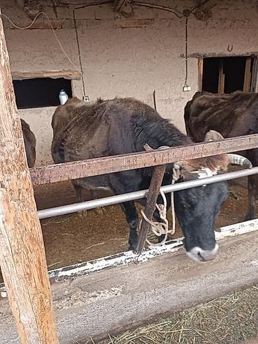 Продаю | Корова (самка) | Швицкая | Для разведения