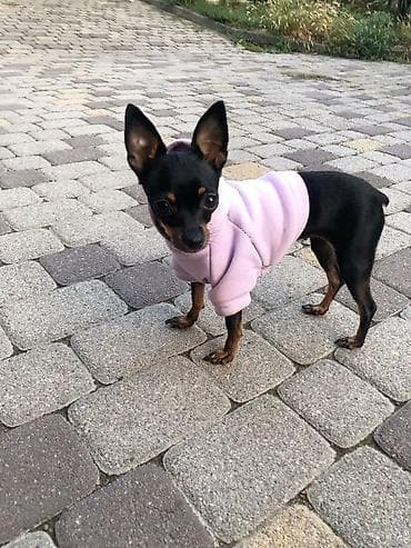 йоркширский терьер: Той-терьер, 2 месяца, Самец — 1