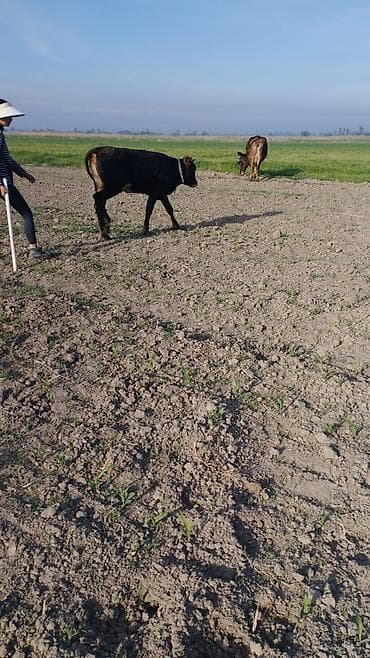 сингапурская кошка купить: Продаю | Тёлка | Алатауская | На откорм — 6