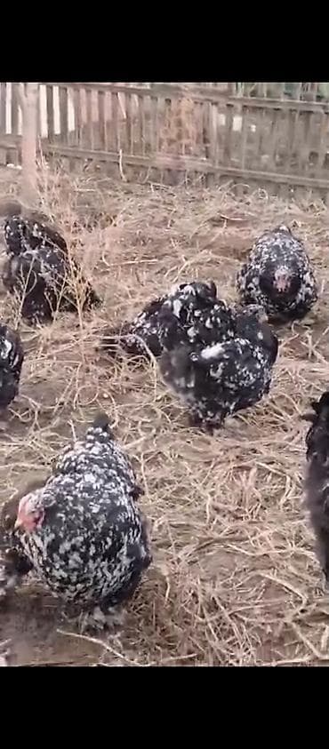 шелковые куры: Продаю | Куры | Кохинхин | Для разведения — 3