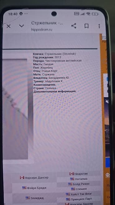 жугору сатам: Сатам | Бээ (ургаачы) | Англиялык | Ат спорту — 5