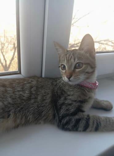 продажа щенков немецкой овчарки с документами в бишкеке: Кошка даром: Беспородная, 4 месяца, Девочка, Приучена к лотку — 1