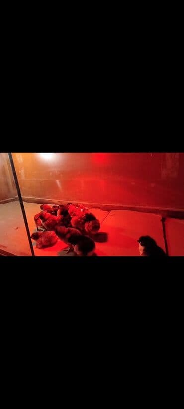 клетки для птиц: Брудер/термобокс для молодняка птицы - Просторный закрытый брудер на — 3