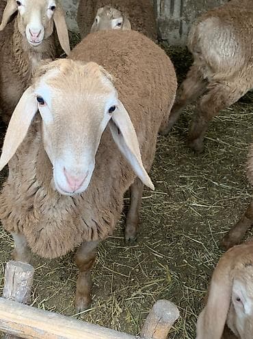 булан животное: Продаю | Баран (самец) — 7