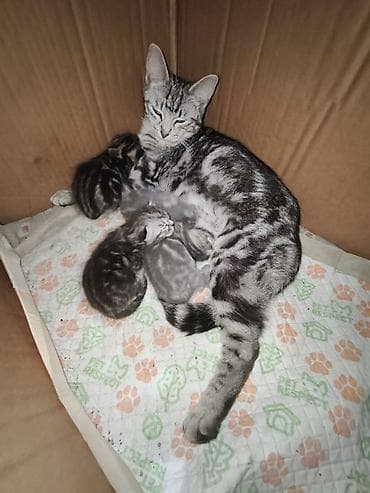 Продажа кошек: Котята от серебристой мамы-кошки с ярким мраморным окрасом. Родились 6 — 7
