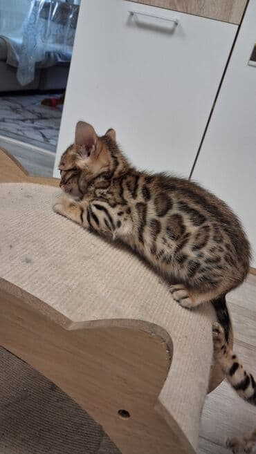 немецкая овчарка щенок в оше: Бенгальская, 2 месяца, Девочка, Приучена к лотку, Проглистована, С документами — 1