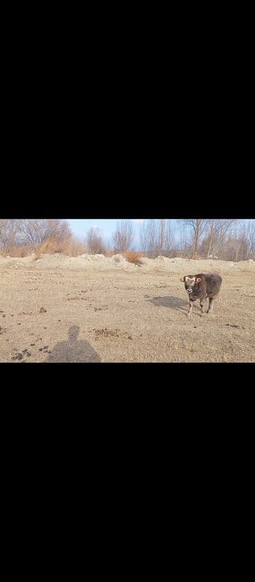 собака доберман сколько стоит: Продаю | Музоо, торпок | Полукровка | На откорм — 7