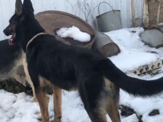 продажа щенков немецкой овчарки в бишкеке с документами: Овчарка, 1 месяц, Самка — 1