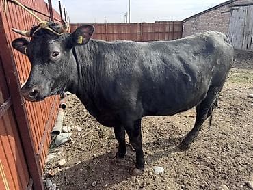 перва телка: Продаю | Корова (самка) | Для молока | Привязанные — 2