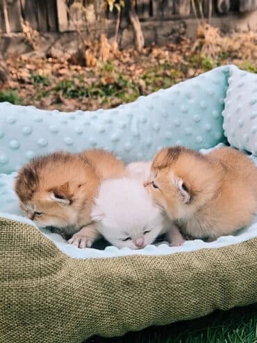 британская кошка серебристая шиншилла: Предлагаем для бронирования чистопородных малышей. Окрас: золотая и — 10