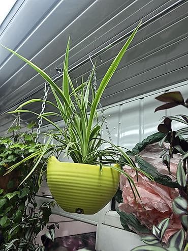 другие комнатные растения: Хлорофитум (Chlorophytum comosum) — компактные кустики с длинными — 3