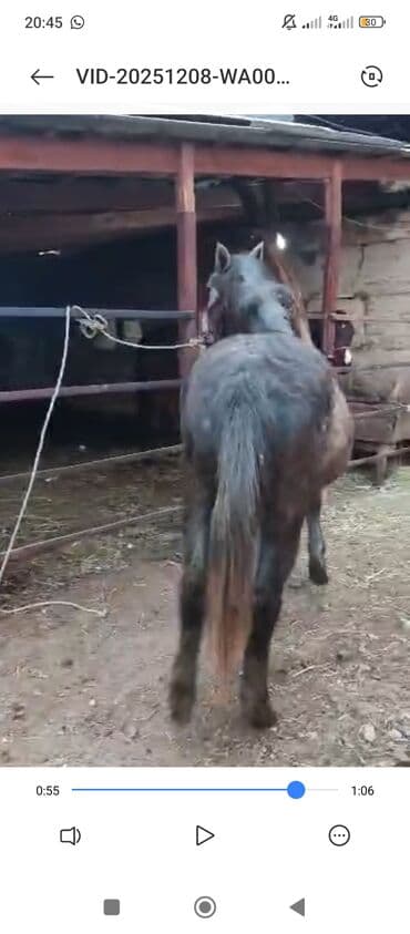 объявления о найденных животных: Продаю | Кобыла (самка) | Полукровка | Рабочий — 7