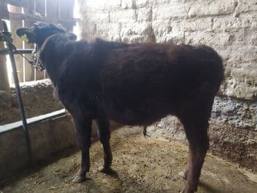 купить айширскую корову: Продаю | Бык (самец) | На откорм | Привязанные — 2