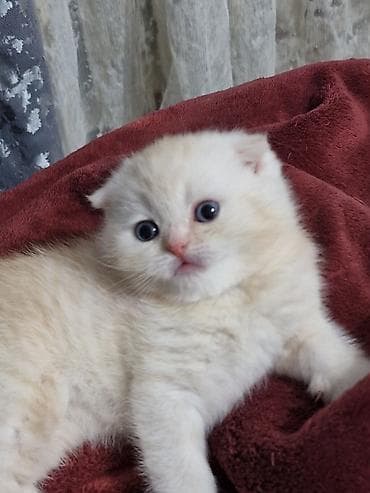 где купить кошку в бишкеке: Скотиш Страйт (Шотландская прямоухая), 2 месяца, Мальчик, Рыжий, Приучена к лотку — 3