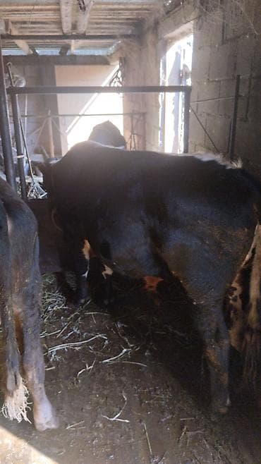 Продаю | Бык (самец) | На откорм | Племенные