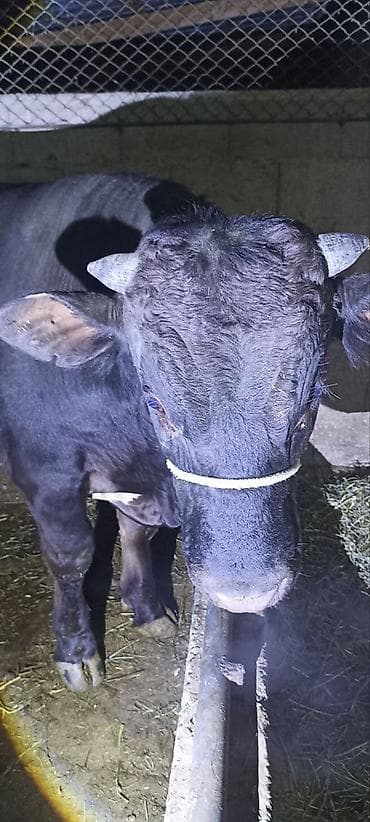 Продаю | Бык (самец) | На забой | Привязанные