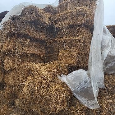 продаю тюки клевера: 1 кос чоп сатылат — 1