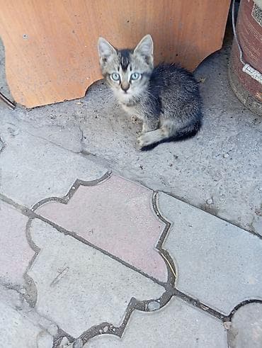 Мышыктар: Отдаю котят даром!!!! - Возраст на фото: примерно 1,5–2 месяца. - — 3
