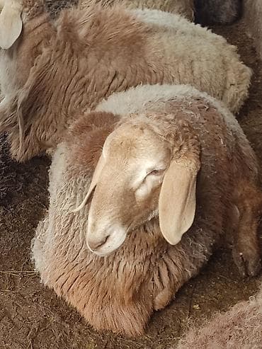 Животные: Продаю | Баран (самец) | Арашан | На забой | Племенные — 3