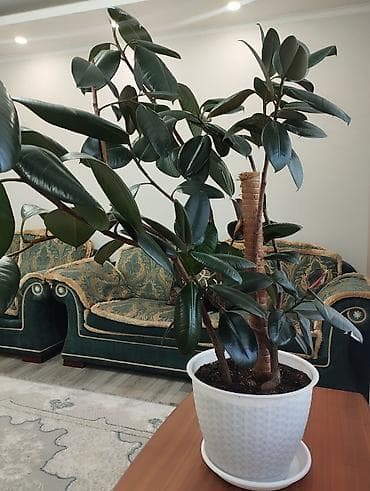 кокосовый торф: Фикус эластика (Ficus elastica, каучуконосный) в напольном горшке. - — 2