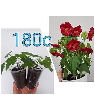 Мебель: Коллекционные комнатные растения (укоренённые сеянцы/черенки в — 9