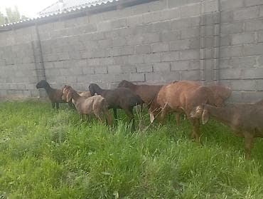 гуси линда: Продаю | Овца (самка) | Полукровка | Для разведения | Племенные — 9