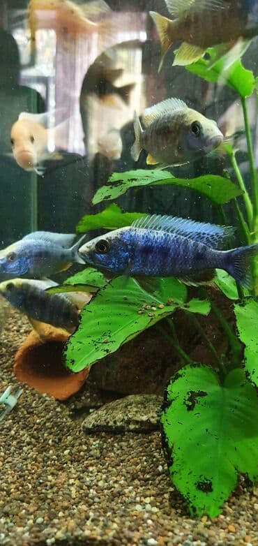 рыба аквариума: Аквариумные рыбки-цихлиды на любой вкус!!! Огромный выбор цихлид для — 15