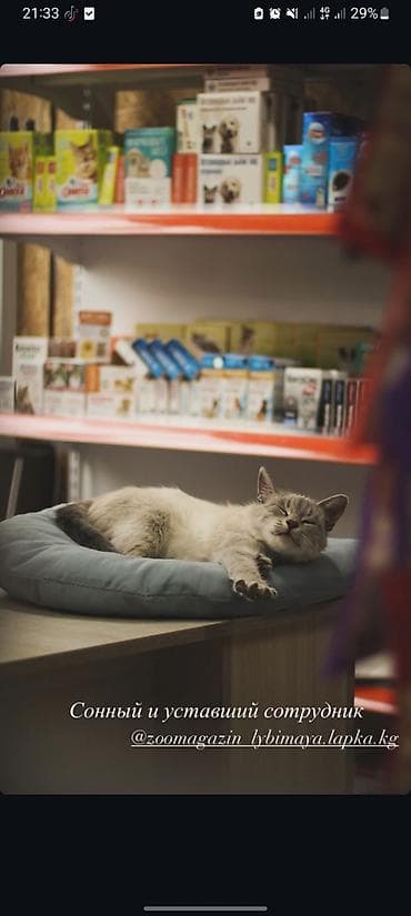 голубе: Продаю котёнка примерно 3 месячный ( точный пол мы не знаем ) сам он — 3