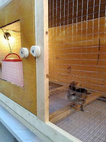 инкубатор курицы: Готовое решение! Брудер Цыплятам, Брудеры Суточным, кучинские — 3