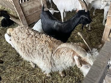 кремация животных бишкек: Продаю | Коза (самка) | На забой — 3