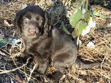 акустические системы спартак колонка в виде собак: Спаниель, 2 месяца, Самец — 11