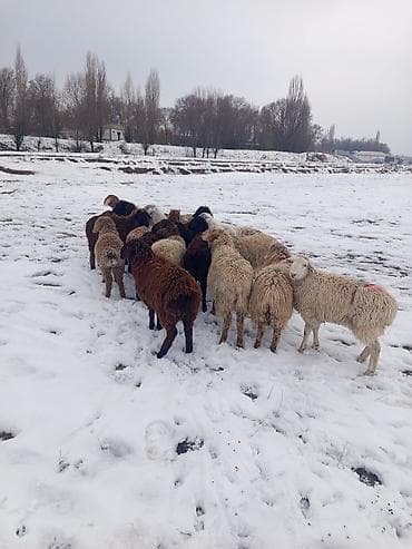 бараны ягнята: Продаю | Овца (самка), Ягненок, Баран (самец) — 6