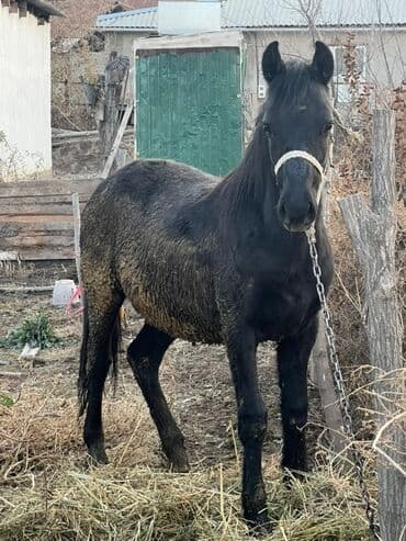 в связи с переездом отдам попугая жако в добрые руки: Продаю | Кобыла (самка) | Полукровка | Рабочий — 1