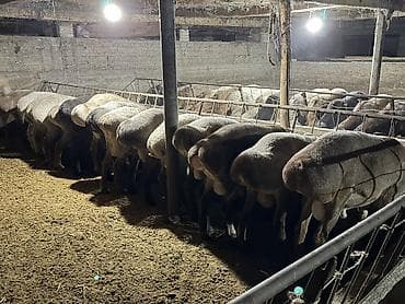 живой вес: Продаю | Баран (самец) | Гиссарская | На забой, Для разведения — 6