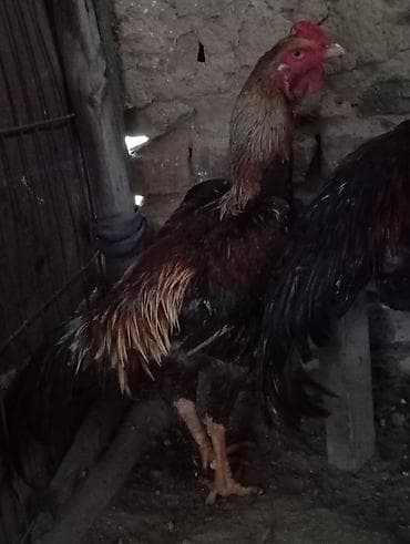 когучкон сатылат: Сатам | Короздор | Тебиштирүүчү | Көбөйтүү үчүн — 2