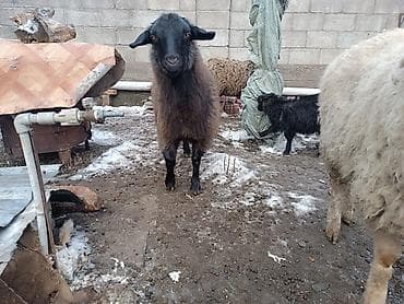 козел для случки: Продаю | Баран (самец) | Для разведения | Матка — 7
