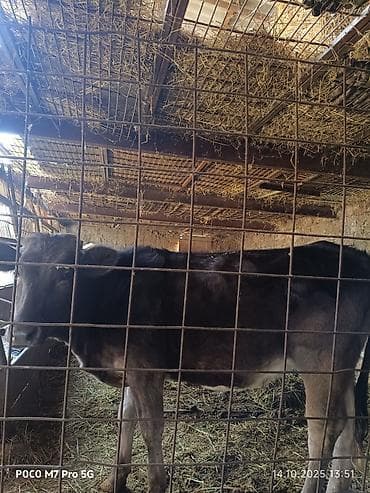 собака шпиц купить: Продаю | Бык (самец) | На откорм — 1