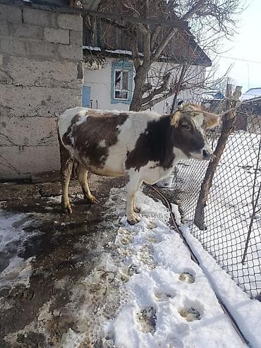 карова талас: Продаю | Корова (самка) | Для разведения — 5