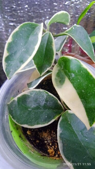 саженцы банана: Комнатные, Сингониумы, спатифиллум, Филодендрон,монстера Альба — 18