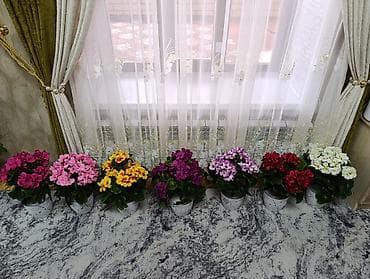 Освещение: Горшечные примулы (Primula) — декоративные комнатные растения с — 6