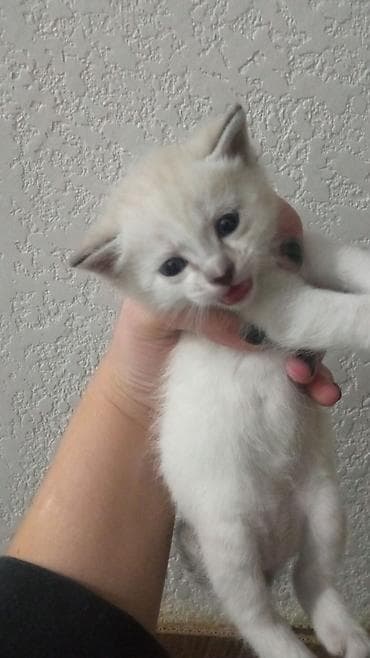 котята в хорошие руки: Котята, помёт из трёх малышей. - Окрас: двое светлых (кремово-белые с — 2
