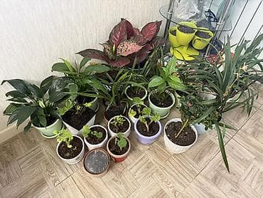 ред: 🔥 СРОЧНО ПРОДАЮ ВСЮ КОЛЛЕКЦИЮ КОМНАТНЫХ РАСТЕНИЙ 🔥 Хочешь сразу — 2